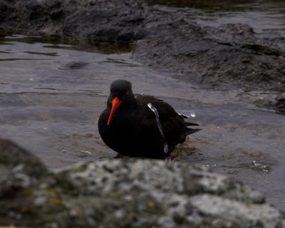 Oyster Catcher Bathing