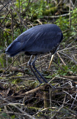 Stalking Heron III