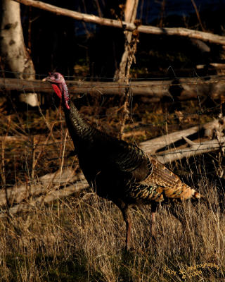 Wild Turkey II