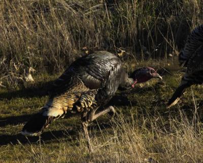 Wild Turkey IIIKeepin' a low profile!