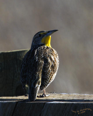 Meadowlark