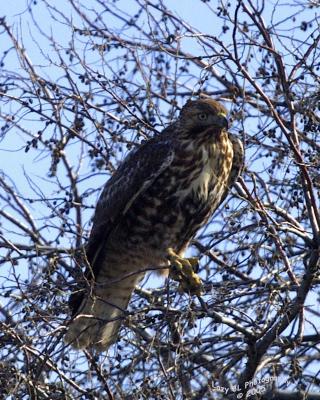 Redtail Hawk