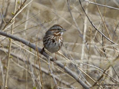 Song Sparrow(thank you, Chris)