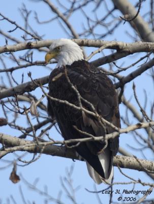 Alpowa Bald Eagle