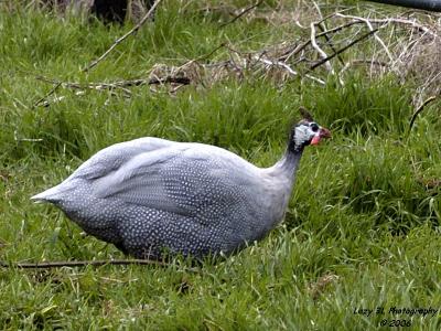 Chickens/Ducks/Guineas