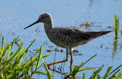 Greater Yellowleg