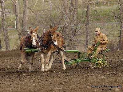 Matched mule team