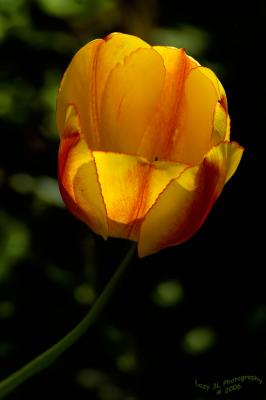 Sunlit Tulip