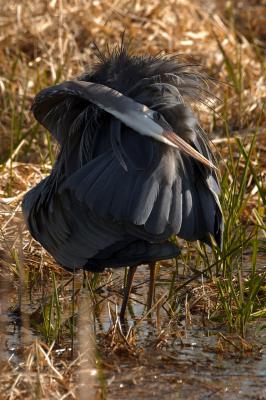 g3/55/518155/3/58949323.heron1w.jpg