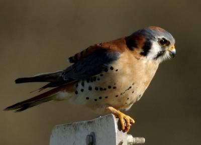 American Kestrel....