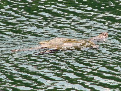 A big turtle in Black Hill park