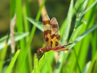 Halloween Pennant (Thanks to David Williams for identifying it)