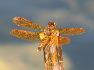 An Amberwing (Thanks to David Williams for identifying it)