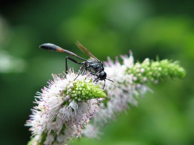 Wasp on Mint flower