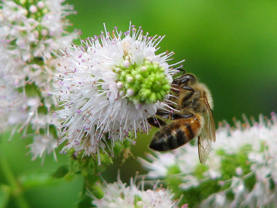 Bee on Mint Flower