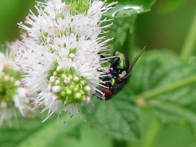 The fly and the mint flower