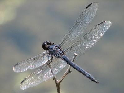 Close to the dragonfly
