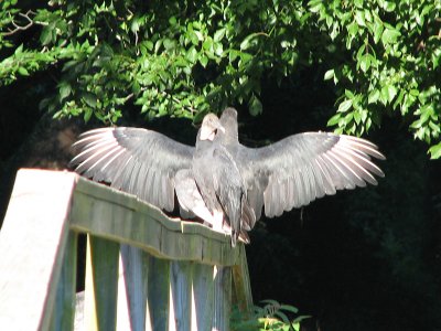 Drying its wings