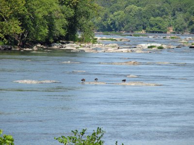 Low waters on the river