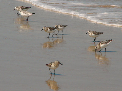 Sandpipers_2