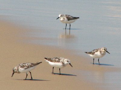Sandpipers_3