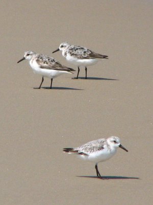 Sandpipers_4