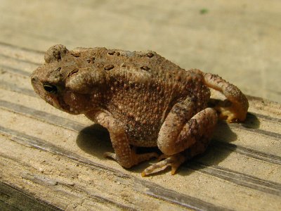 I am told that this is a toad, not a frog!