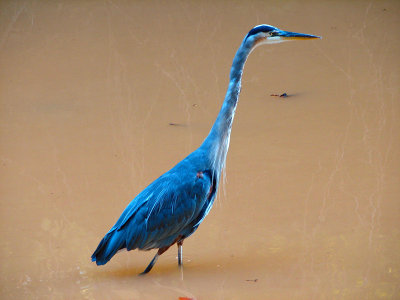 Great Blue Heron_2