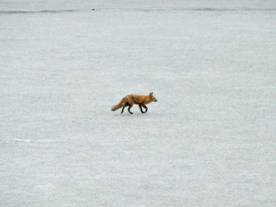 The fox in the middle of the frozen  lake