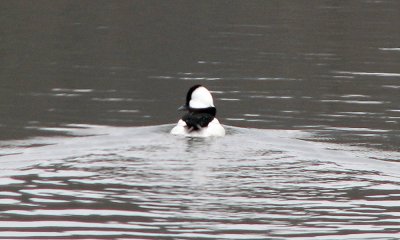 Bufflehead in retreat