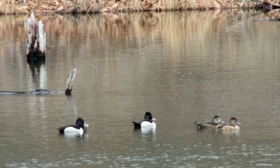 Perhaps ring-necked ducks