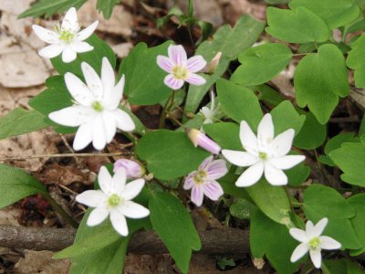 With Rue-Anemone