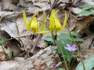Trout-lily and Spring Beauty