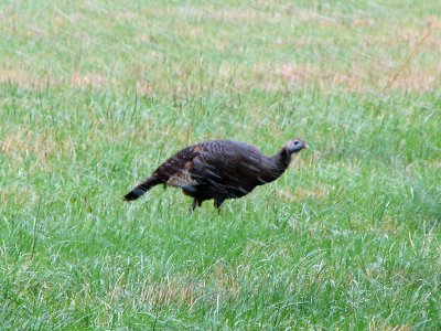 Wild Turkey in the rain