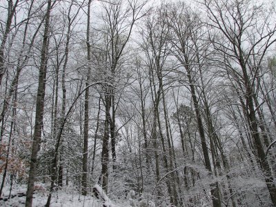 Snow covered trees on Little River Road