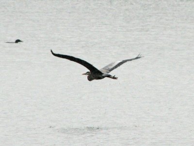 Gliding across the lake