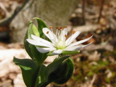 Black Hill Spring Wild Flowers _3