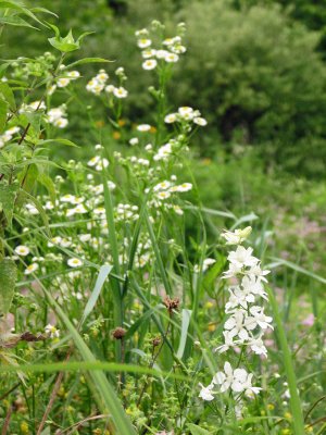 Wildflowers_2