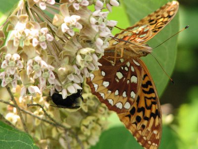 The bee and the butterfly