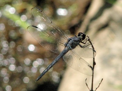Dragonfly (A slaty Skimmer according to Gillian)