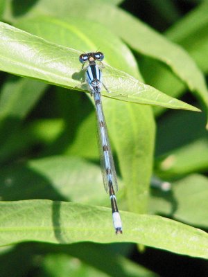 A damselfly with transparent wings