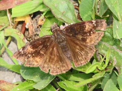 Another skipper butterfy