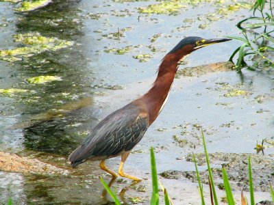 The green heron fishing