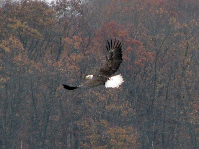 Bald Eagle 4