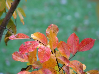 Leaves on the Crape Myrtle