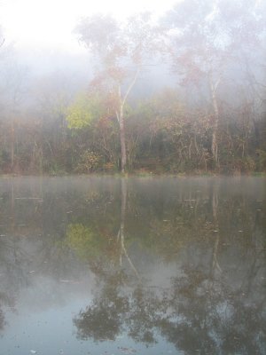 Through the mysterious fog