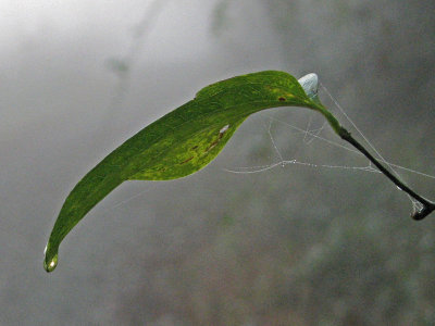 A drop of water