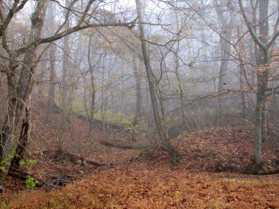 Into the woods we go