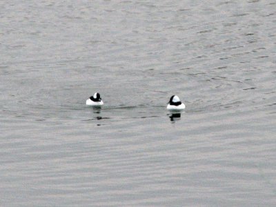 Buffleheads