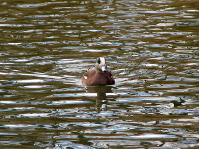 American Wigeon